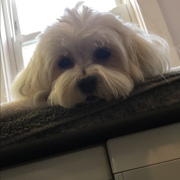 Meet your Posher, Cher - Picture 2 of 4